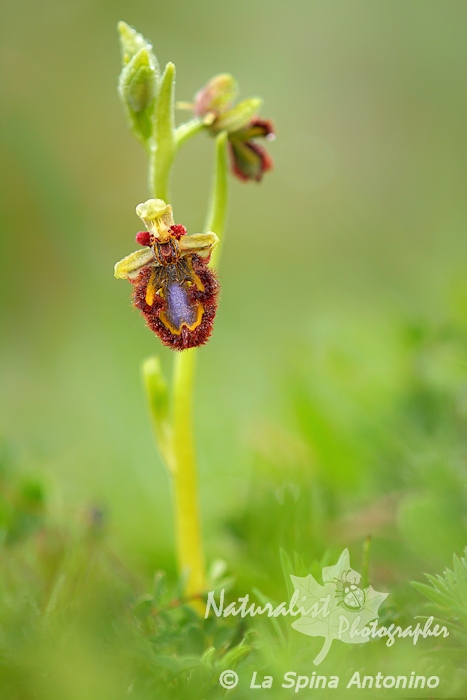 Ophrys speculum (sicilia orientale)